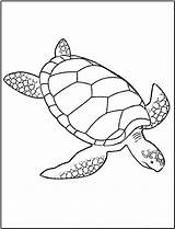 Coloring Pages Turtle Turtles Printable Kids sketch template