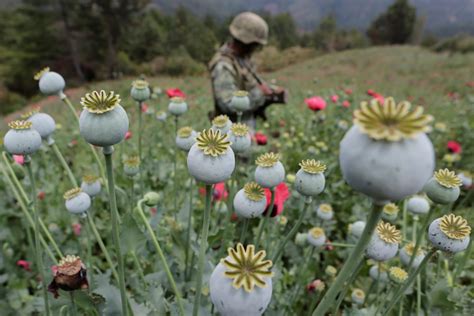 mexico heroin eradication efforts problems business insider
