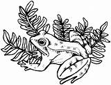 Frog Coloring Pages sketch template