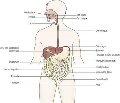 the digestive system ross and wilson anatomy and physiology in health