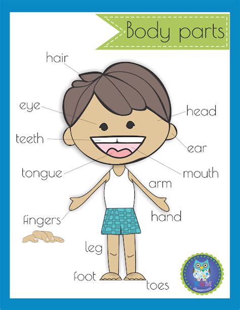 km classroom  body parts poster