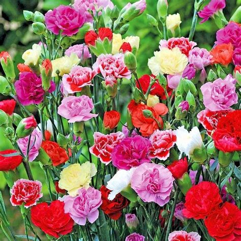 200 Seeds Carnation Chabaud Mix Flower Seeds 8 Colors Big Long