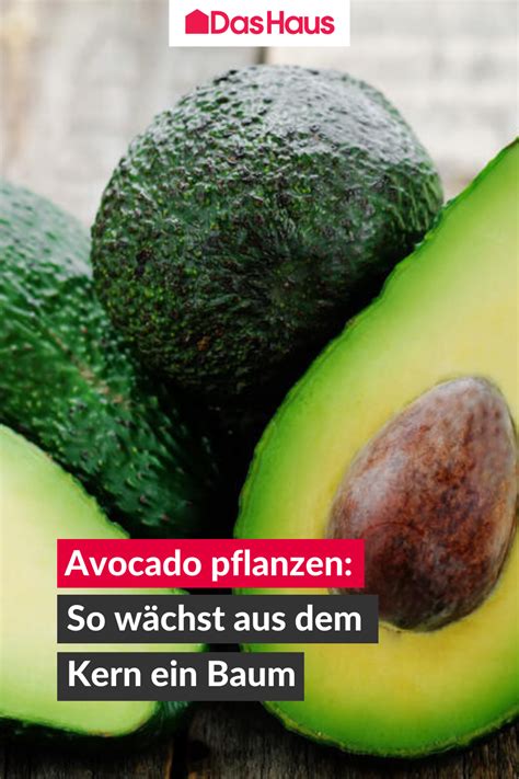 Avocado Pflanzen Wie Der Kern Zum Bäumchen Wird Avocado Avocado