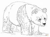 Coloring Panda Pages Giant Bear Printable Drawing sketch template