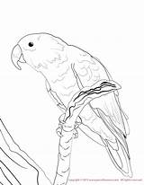 Coloring Conure Eclectus Pages Male Print Color Email 1275 49kb sketch template
