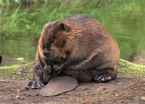 Beaver Interesting Fact And Fun The Wildlife