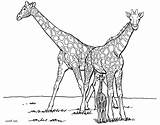 Ausdrucken Giraffen Pages Ausmalbilder Malvorlagen Kostenlos Ausmalen Drucken 1041 Forget Besuchen Ausmalbildervorlagen sketch template