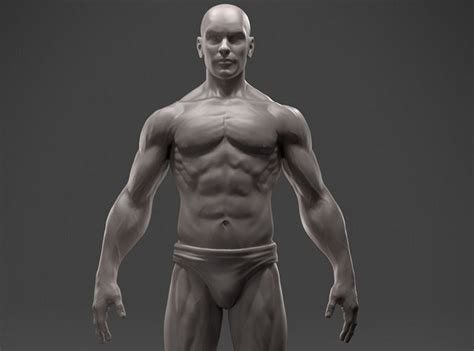 3d Print Model Male Anatomy Sculpture Cgtrader