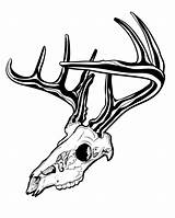 Deer Skull Drawing Head Outline Elk Skulls Whitetail Drawings Getdrawings Paintingvalley sketch template