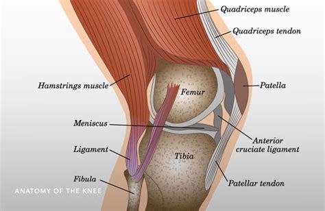 Anterior Cruciate Ligament Acl Tear Reconstruction