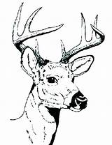 Coloring Whitetail Pages Buck Deer Color Printable Getcolorings sketch template