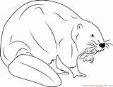 Beaver Coloring Eating European Pages Coloringpages101 Kids sketch template