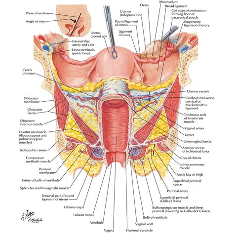 female anatomy  functions   female organs  foundation