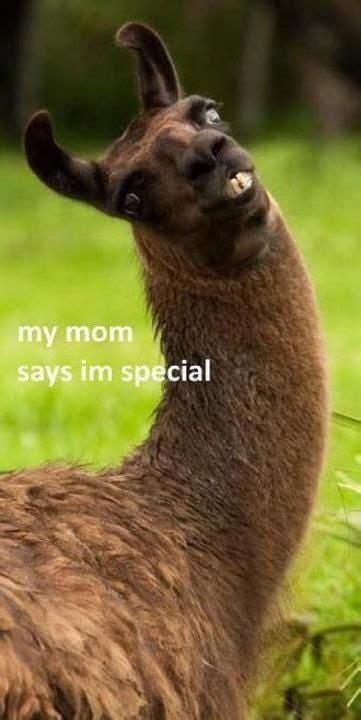 28 best images about alpaca memes on pinterest