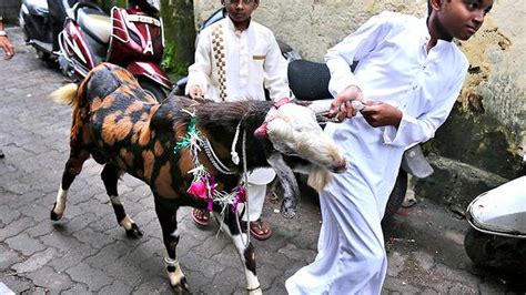 chinese woman killing  goat qurbani beautifu girls slaughtering  goat woman slaughter goat