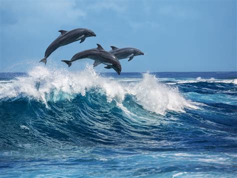 dolfijnen op bali excursie dolfijnen zien bij lovina en sanur
