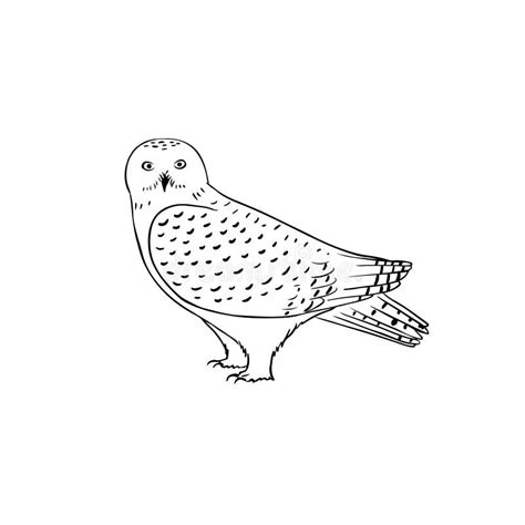 white snowy owl vector illustration isolated  white background polar