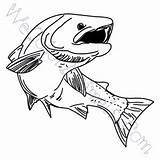 Trout Coloring Pages Drawing Click Getdrawings sketch template