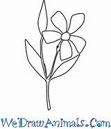 Periwinkle Flower Draw Drawing Easy Tutorial Print Getdrawings sketch template