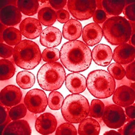 peripheral blood mononuclear cells  biomarker research