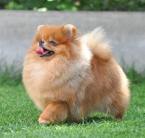 wonderful pics  prove pomeranians   cutest dogs