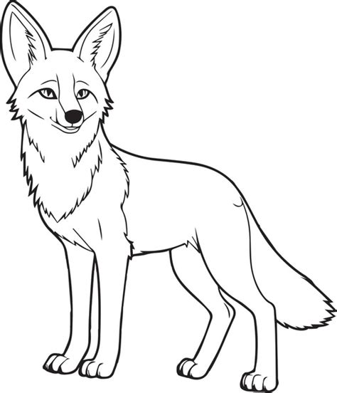 coyote face drawing