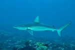 Afbeeldingsresultaten voor "carcharhinus Fitzroyensis". Grootte: 150 x 100. Bron: www.inaturalist.org
