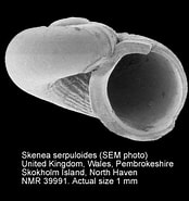 Afbeeldingsresultaten voor "skenea Serpuloides". Grootte: 174 x 185. Bron: www.marinespecies.org