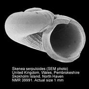 Afbeeldingsresultaten voor Skenea serpuloides. Grootte: 185 x 185. Bron: www.marinespecies.org