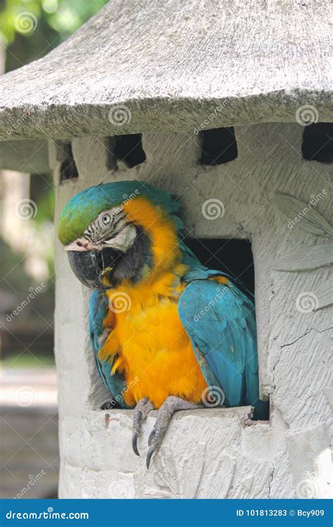 parrot house stock image image  amazon yellow jungle