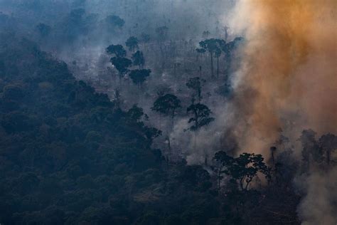 amazon rainforest fires donation   money  vox