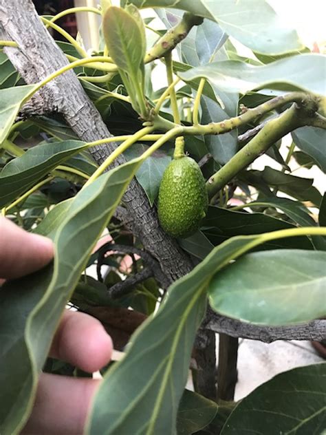 Master Gardener The Weird Sex Life Of The Avocado – Daily News