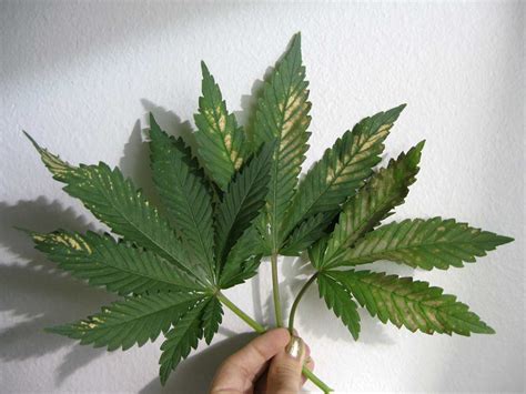 ph fluctuations    grow weed easy