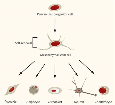 mesenchymal stem cell research some mscs are more equal