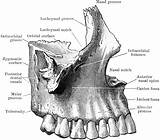 Maxilla Superior Outer Nasal Bones Foramina Right Clipart Etc Gif Medium sketch template