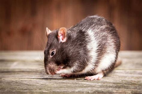 rat mouse vet perth melbourne brisbane  unusual pet vets