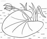 Seerosenblatt Lilies Pads Ausmalbild Lilypad Cool2bkids Tuk Plantas Druckbare Ausdrucken sketch template