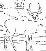 Mule Deer sketch template