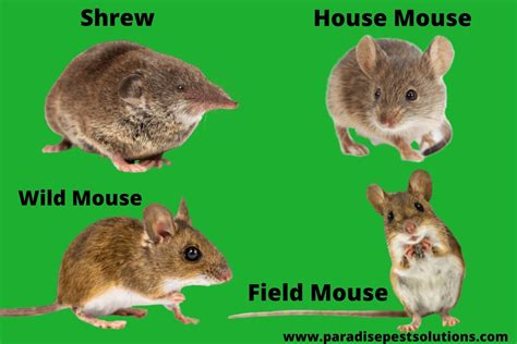 common types  mice  rats