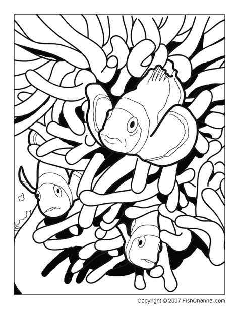 fishchannel coloring pages coloring pages fish coloring pages