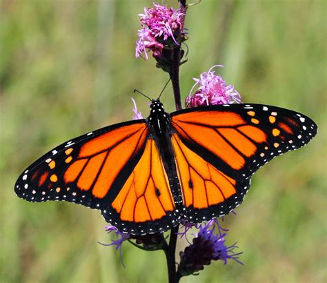 nature monarch butterflies start migration