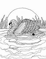 Swan Coloring Pages Adult Coloringbay sketch template