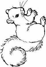 Coloring Pages Squirrel Animals Coloringpages1001 Squirrels Color Animal sketch template
