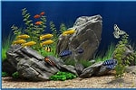 Image result for Vista Screensaver Fish Tank. Size: 150 x 100. Source: download-screensavers.biz