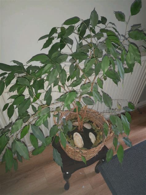 house plant  bolton manchester gumtree