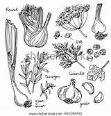 Fennel Dill Spices Thyme sketch template
