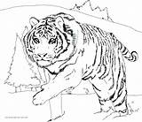 Cub Tiger Coloring Pages Getcolorings Color Cute sketch template