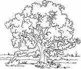 Coloring Tree Pages Kapok Printable Gif Popular sketch template