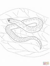 Coloring Garter Hognose Supercoloring Eastern sketch template