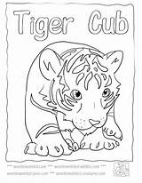 Coloring Tiger Pages Orioles Baltimore Baby Wonderweirded Wildlife Mascot Cute Template Popular sketch template